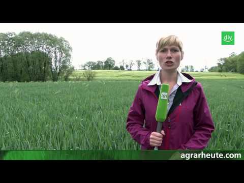 Vegetationsreport: Fahnenblatt-Stadium im Weizen - Was tun?