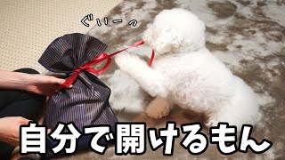 誕生日プレゼントは自分で開けるし水泳デビューもしちゃう。4歳になった愛犬をお披露目。