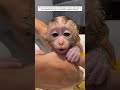 A Man Love For An Orphaned Baby Monkey After Its Mother S Passing Monkey Shortvideo Animalshorts