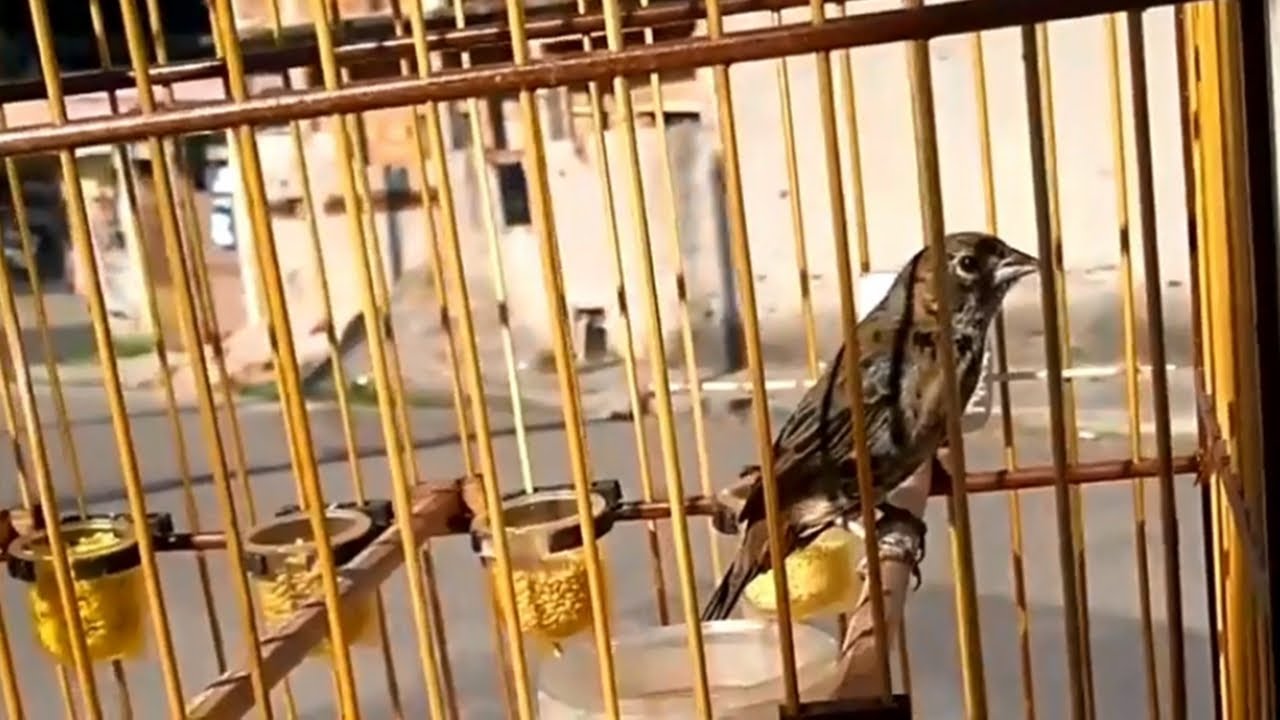 Tiziu rápido canto de pulo para estimular e treinar machos!