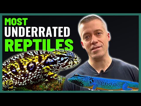 The Most Underrated Reptile Species | Frank Payne