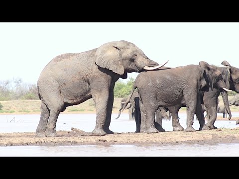 GIANT Elephant Bull | Breeding Herds | Rivalry | Trumpeting