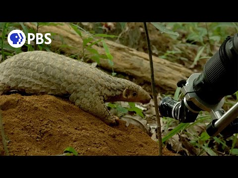 Filming Two Endangered Animals | Inside Big Little Journeys