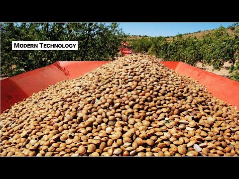 Awesome Almond Farming and Harvesting Technology || Modern Almond Cultivating Process ||