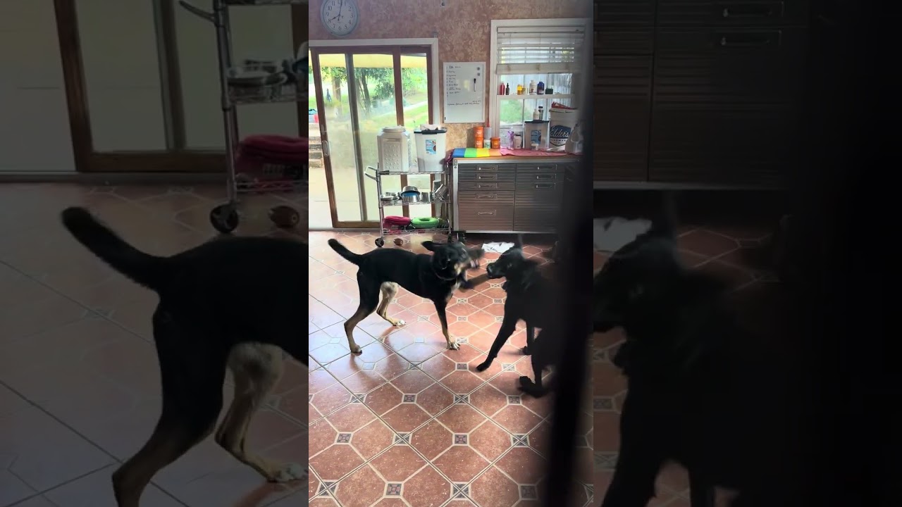Enlarge Mirabella (FOSTERED IN MD), a Adoptable mixed breed in Greeneville, TN video 6/6