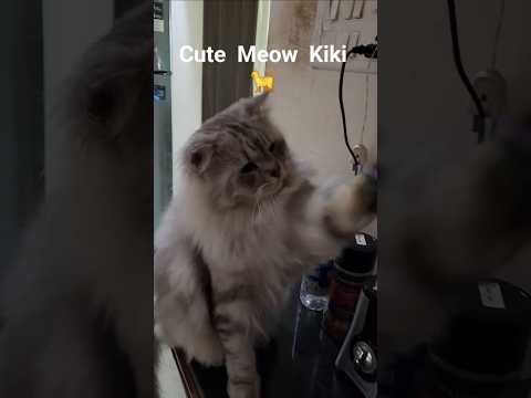 Very  cute  meow  baby  Kiki 😳 😻 💗 ❤️ 💜 😘 #shorts #ytshorts #viralvideo #trending