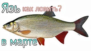Советы на ловли язя