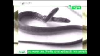 Download lagu चाकणमध्ये सयामी जुळा सर्प mp3 Download lagu चाकणमध्ये सयामी जुळा सर्प mp3