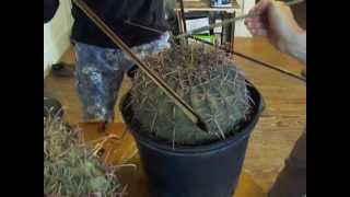 Amplified Cactus (Improvisation on 