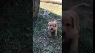 Video preview image #1 Labrador Retriever Puppy For Sale in PARIS, MO, USA