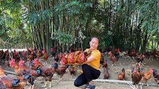 Harvesting Chicken (rooster) Goes to market sell, build kitchen retaining wall | Hoang Huong