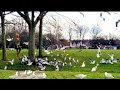 Seagulls Vs Seagulls Seagulls Fighting Over Food And Making Noises