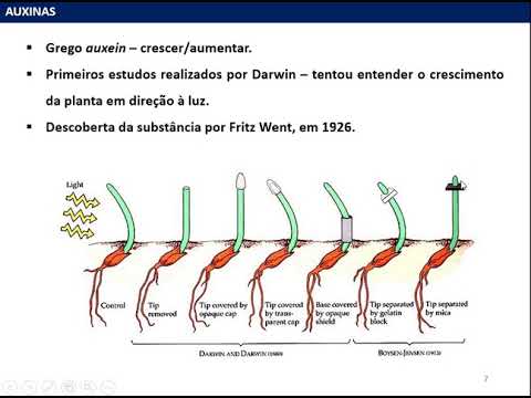 Fisiologia Vegetal - Hormônios Vegetais: Auxinas