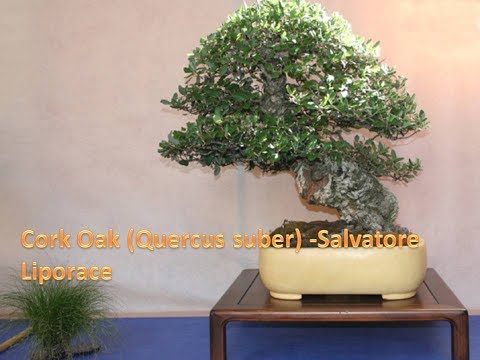 Cork Oak (Quercus suber) -Salvatore Liporace