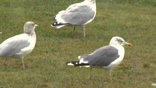 preview picture of video 'LESSER BLACK-BACKED GULL Cap-Pele, NB - Oct.14/11'