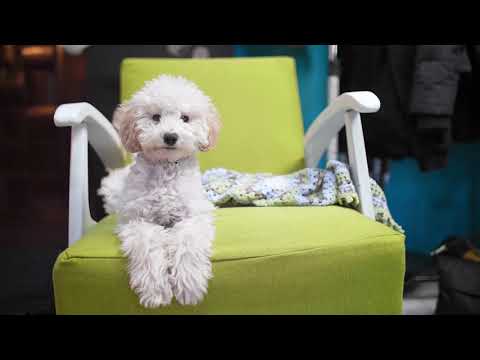 Pawsitive K9 Solutions video.