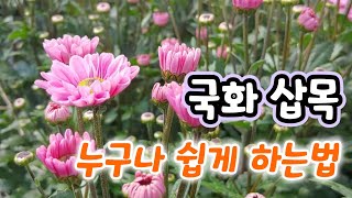 국화 삽목 쉽게 하는법 !! 국화 삽목시기는?
