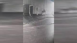 Wideo: Nocna demolka w �cinawie. 15-latkowie zniszczyli mienie za ponad 60 tysi�cy z�otych