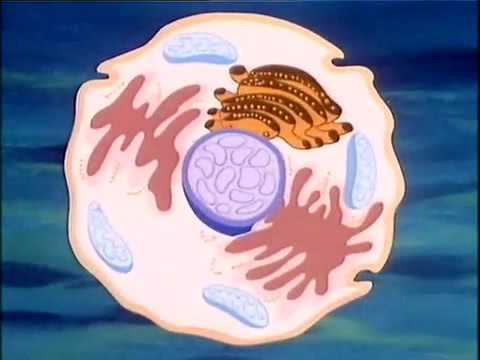 Es war einmal das Leben id 28978S01E01