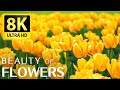 The Most Beautiful Flowers Collection 8K ULTRA HD 60 FPS Relaxing Music And Nature Sounds 8K TV