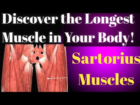 Sartorius Muscle: Anatomy, Function, and Clinical Importance Explained