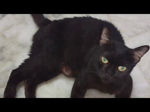 Cat are  playing😲