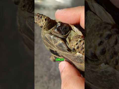 Dünyalar Tatlısı Dostum , Beni Yalnız Bırakma Marullah... #shorts