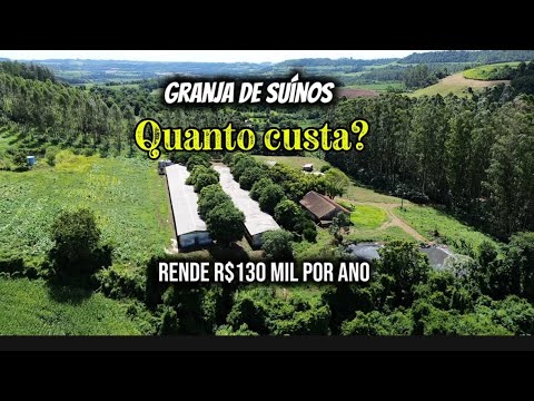 Quanto custa uma granja de suínos no RS? | Renda de R$130 mil por ano
