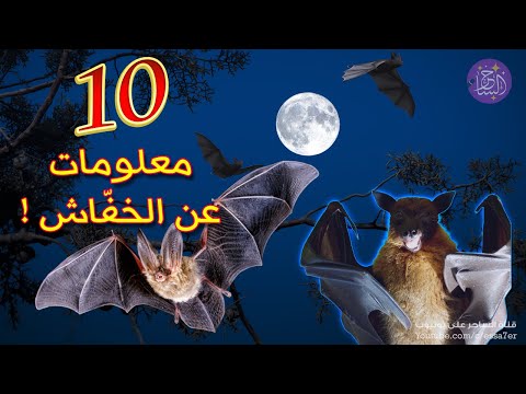 , title : '10 معلومات لا تعرفها عن الخفاش 🦇'