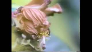 Sesame Street    Little Things  re filmed version