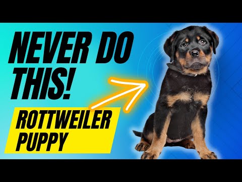 6 Things You Must NEVER Do With Your Rottweiler Puppy