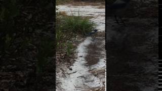 A friendly scrub jay bops along the Helen & Allan Cruickshank Sanctuary Nature Trail.