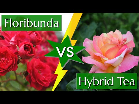 Difference Between Hybrid Tea and Floribunda Roses