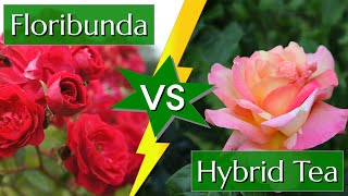 Difference Between Hybrid Tea and Floribunda Roses