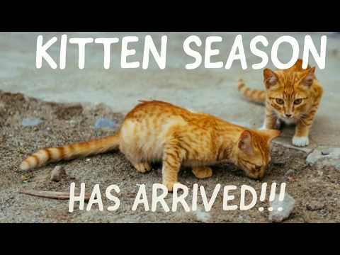 Kitten Season Has Arrived! Here is how you can help!