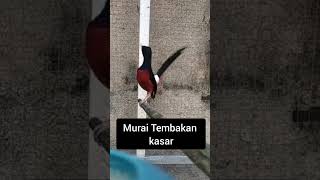 Download lagu Masteran Murai tembakan kasar #Murai #pancinganmuraibatucepatbunyi #tembakanmuraibatu mp3
