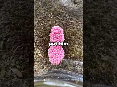 My older brother's wife said she'd force me to babysit their kids because being child-free is not...