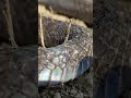 Crazy Snake Closeup Video Snake Crazy Shorts Youtubeshorts Crazyxyz
