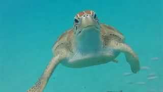 The Barbados Sea Turtle Project | Protecting Beaches: Turning the Tide for Sea Turtles