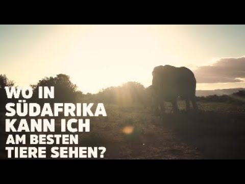 Wo in Südafrika kann ich am besten Tiere sehen?