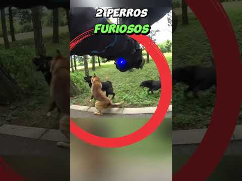 💪 How Iron Man Defends Himself from Loose Dogs #dogs #bicycle