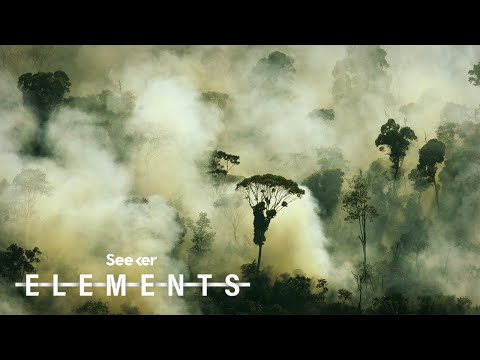 アマゾンの熱帯雨林は私たちの酸素の20％を生産していない、その理由はここにある (The Amazon Rainforest Doesn’t Produce 20% of Our Oxygen, Here’s Why)