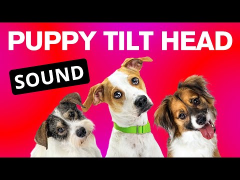 Sounds That Make Puppies Tilt Their Head