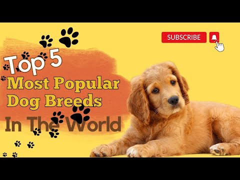 The Top 5 Most Popular Dog Breeds In The World ARU Automation