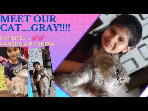 Meet our Cat Gray | Vanshu & Rv Show #Cat #Meeting #Fun