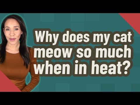 Why does my cat meow so much when in heat?