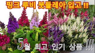 5월 최고 인기상품!! 붓들레아 핑크&루비 입고되었습니다!! [JB가든센터_대림묘목농원]