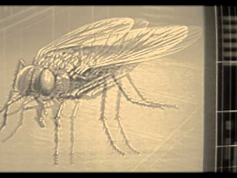 TrauMFabricK - fly -