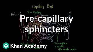 Pre-capillary sphincters | Circulatory system physiology | NCLEX-RN | Khan Academy