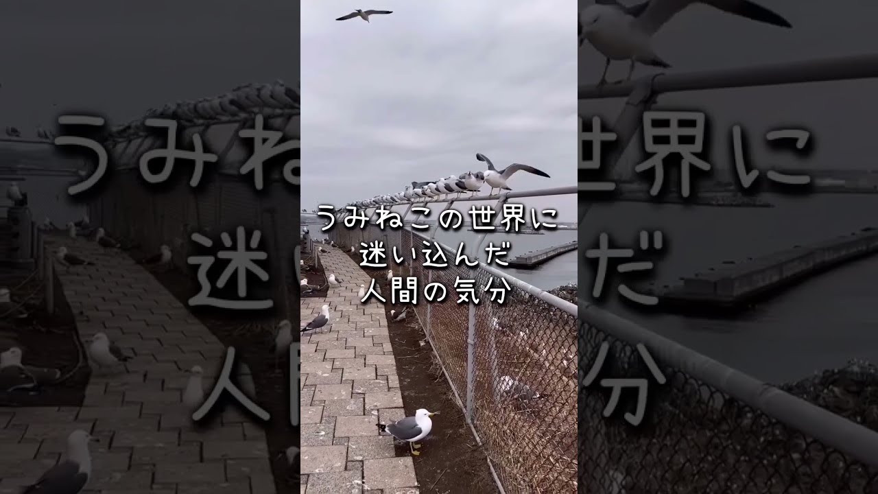 ASMR キュンパスの旅② 🦑八戸・盛岡編🦑